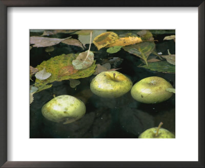 Apples Floating In A Pond by Paul Damien Pricing Limited Edition Print image