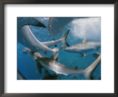 Grey Reef Sharks In A Feeding Frenzy by Bill Curtsinger Pricing Limited Edition Print image