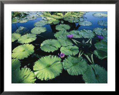 Lilies In A Pond by Al Petteway Pricing Limited Edition Print image