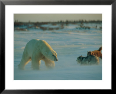 A Polar Bear (Ursus Maritimus) And Two Dogs Engage In A Confrontation by Norbert Rosing Pricing Limited Edition Print image