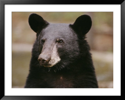 Portrait Of A Black Bear by Melissa Farlow Pricing Limited Edition Print image
