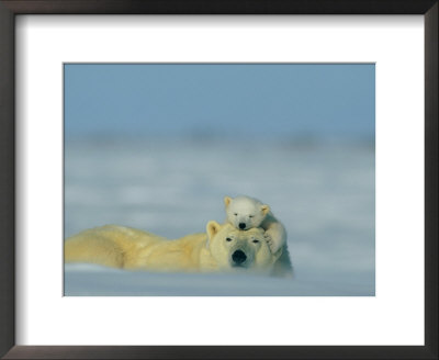 A Polar Bear Cub (Ursus Maritimus) Finds A Peaceful Sleeping Spot On Its Mothers Head by Norbert Rosing Pricing Limited Edition Print image