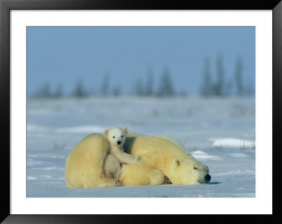 A Sleepy Polar Bear Mother (Ursus Maritimus) Serves As A Protective Bed For Her Cub by Norbert Rosing Pricing Limited Edition Print image