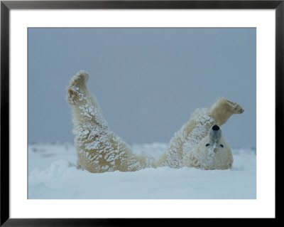 A Polar Bear (Ursus Maritimus) Rolls Through The Snow by Norbert Rosing Pricing Limited Edition Print image