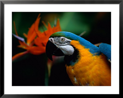 A Portrait Of Henry The Macaw, Who Resided In National Geographics Explorers Hall For Over 20 Years by Scott Sroka Pricing Limited Edition Print image