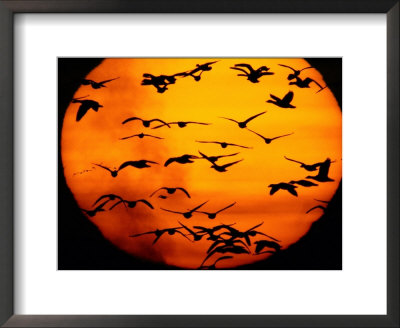 A Flock Of Geese Is Silhouetted Against The Setting Sun by Joel Sartore Pricing Limited Edition Print image