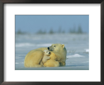 Mother And Cub Polar Bear Nestle Together For Warmth In The Arctic Landscape by Norbert Rosing Pricing Limited Edition Print image