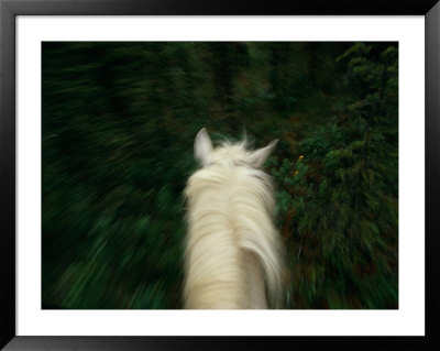 Panned View Of A Saddle Horse From Above by Raymond Gehman Pricing Limited Edition Print image