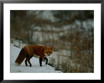 Red Fox In The Snow by Raymond Gehman Pricing Limited Edition Print image