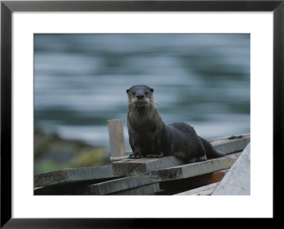 A River Otter Perched On Planks Of Wood In Knight Inlet by Joel Sartore Pricing Limited Edition Print image