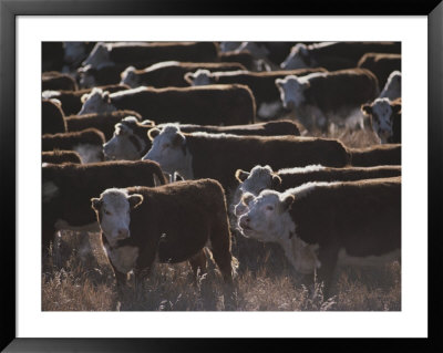A Herd Of Cattle On The Wyoming Range by Raymond Gehman Pricing Limited Edition Print image