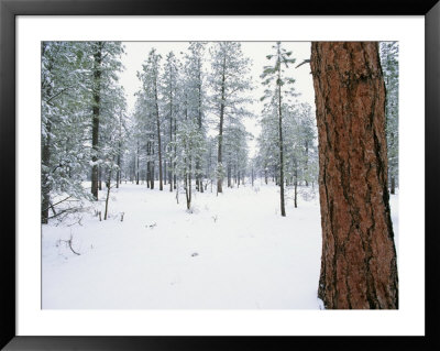 A View Of A Snow-Covered Ponderosa Pine Forest by Rich Reid Pricing Limited Edition Print image