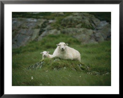 A Ewe And Her Lamb Resting On A Small Mound by Joel Sartore Pricing Limited Edition Print image