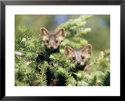 A Pair Of Captive Pine Martins Stand On A Tree Branch by Tom Murphy Pricing Limited Edition Print image