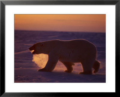 A Polar Bear Walks Across The Ice by Paul Nicklen Pricing Limited Edition Print image