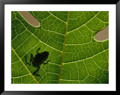The Silhouette Of A Tree Frog Seen Through A Veined Leaf by Joel Sartore Pricing Limited Edition Print image