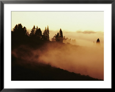 Gold-Tinted Clouds Obscure Everything But A Few Silhouetted Trees by William Allen Pricing Limited Edition Print image