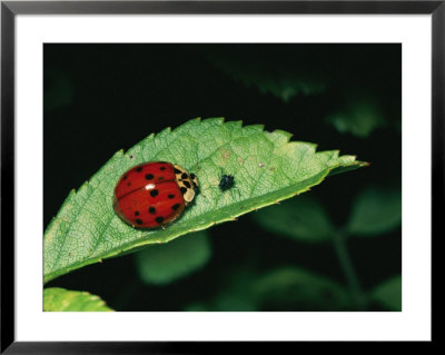 A Close View Of A Ladybug And Aphid On A Leaf by Brian Gordon Green Pricing Limited Edition Print image
