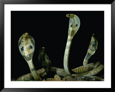 View Of Four Entwined Cobras by James P. Blair Pricing Limited Edition Print image