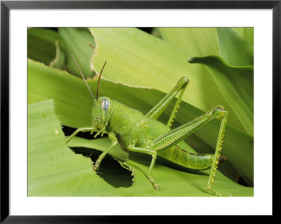 Grasshopper Eating A Leaf by George Grall Pricing Limited Edition Print image