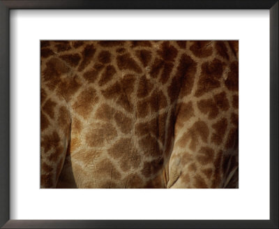 Close-Up Of The Patterns On A Giraffe by Raymond Gehman Pricing Limited Edition Print image