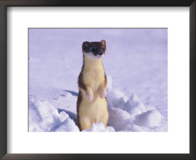 A Portrait Of A Weasel by Paul Nicklen Pricing Limited Edition Print image