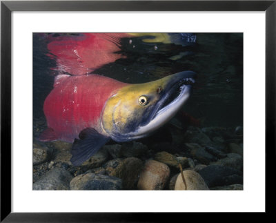 A Red Salmon Fish by Paul Nicklen Pricing Limited Edition Print image