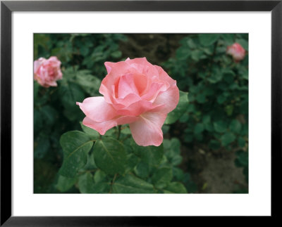 Close-Up View Of A Pink Rose With Green Leaves In Background by Todd Gipstein Pricing Limited Edition Print image