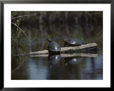 Red Bellied Turtles Sun On A Log by Bill Curtsinger Pricing Limited Edition Print image