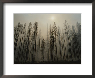 A Lodgepole Pine Forest Smoulders After A Fire by Raymond Gehman Pricing Limited Edition Print image