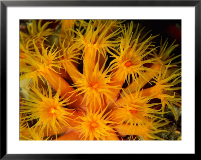 Orange Cup Coral by Heather Perry Pricing Limited Edition Print image