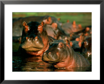 Hippopotamuses Wading In The Water by Beverly Joubert Pricing Limited Edition Print image
