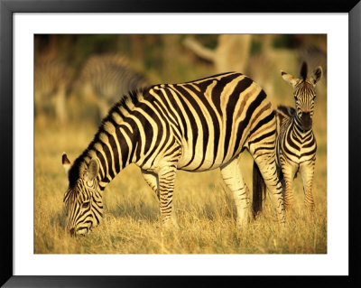 Zebra Grazing With Young by Beverly Joubert Pricing Limited Edition Print image