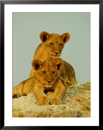 Two Lion Cubs Watch The Action From The Sidelines by Beverly Joubert Pricing Limited Edition Print image