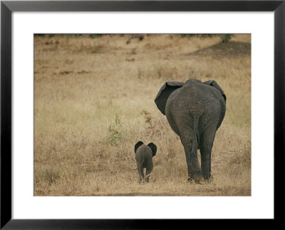 A Juvenile African Elephant And Its Parent Walk Off Into The Savanna by Roy Toft Pricing Limited Edition Print image