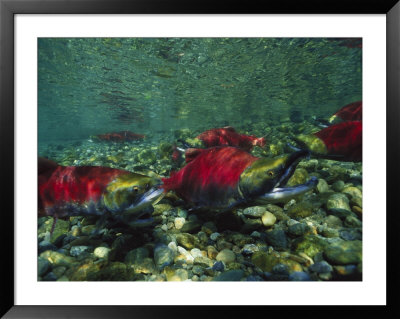 Red Salmon Look For The Perfect Place To Lay Eggs by Paul Nicklen Pricing Limited Edition Print image