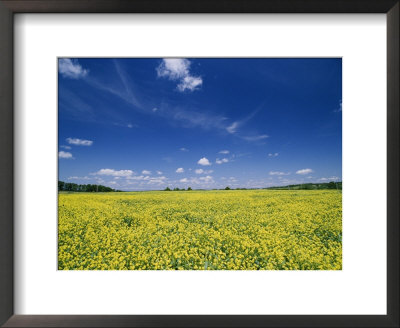 Flowering Field On The Eastern Shore Of Maryland by Scott Sroka Pricing Limited Edition Print image