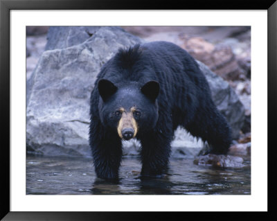 A Grizzly Bear Walks Into A Pool by Paul Nicklen Pricing Limited Edition Print image