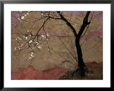 Plum Tree Against A Colorful Temple Wall by Raymond Gehman Pricing Limited Edition Print image