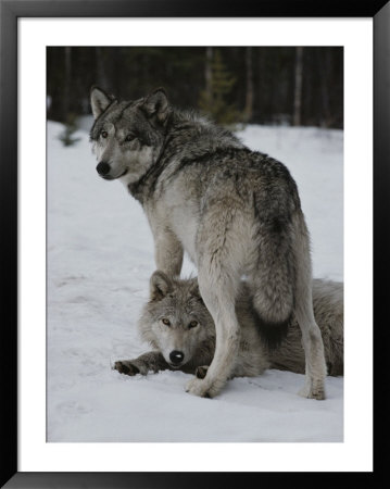 Gray Wolf Stands Over A Pack Member Lying In Snow by Jim And Jamie Dutcher Pricing Limited Edition Print image