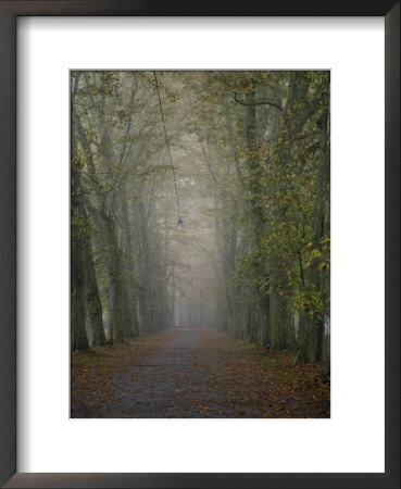 A Tree-Lined Road Disappears Into The Fog by Jason Edwards Pricing Limited Edition Print image