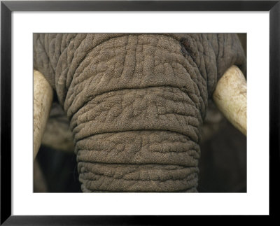 Detail Of An African Elephants Trunk And Tusks by Bobby Model Pricing Limited Edition Print image