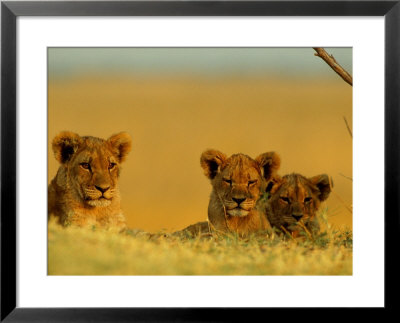 A Trio Of Young African Lions Are Ready To Nap by Beverly Joubert Pricing Limited Edition Print image