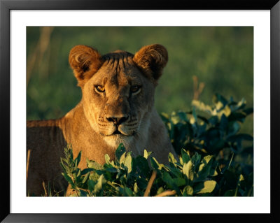 A Female African Lion Eyes The Photographer by Beverly Joubert Pricing Limited Edition Print image