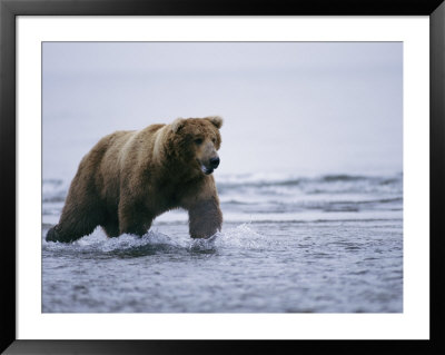 An Alaskan Brown Bear Walks Through The Water by Roy Toft Pricing Limited Edition Print image