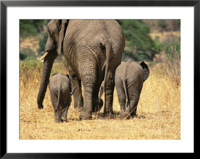 Rear View Of Female Elephant Flanked By Two Babies by Mark Cosslett Pricing Limited Edition Print image