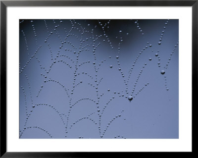 Detail Of Spider Web Bejeweled With Crystal Drops Of Dew by Annie Griffiths Belt Pricing Limited Edition Print image