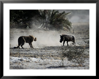 An African Cheetah And A Warthog Kick Up Clouds Of Dust In A Tense Confrontation by Chris Johns Pricing Limited Edition Print image