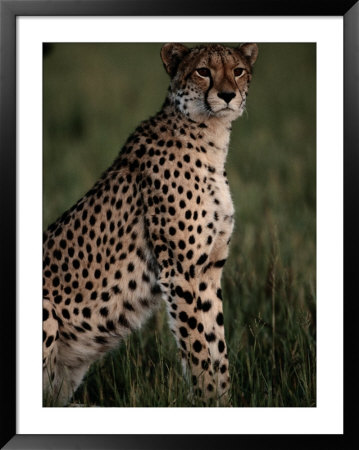 A Portrait Of An African Cheetah by Chris Johns Pricing Limited Edition Print image