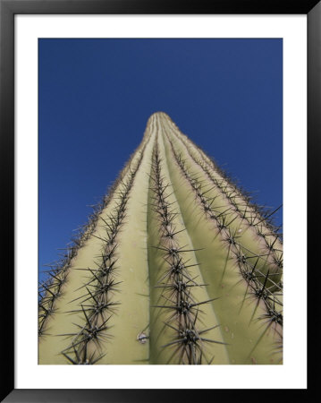 Skyward View Of A Saguaro Cactus by John Burcham Pricing Limited Edition Print image